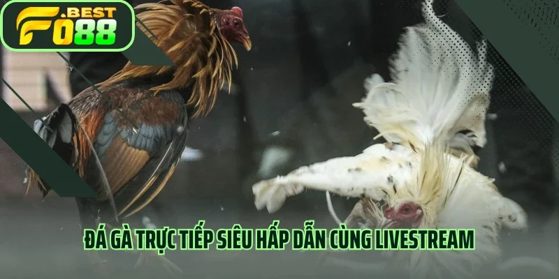 Đá gà trực tiếp siêu hấp dẫn cùng livestream đỉnh cao 