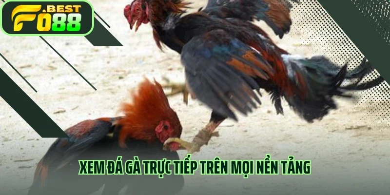 Xem đá gà trực tiếp trên mọi nền tảng 